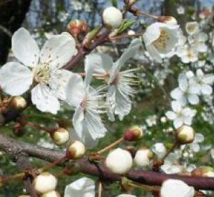 Peut-on maigrir avec les fleurs de Bach ?